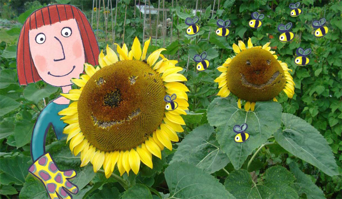 sunflower